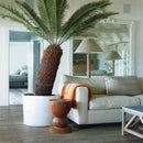 Sago Palm