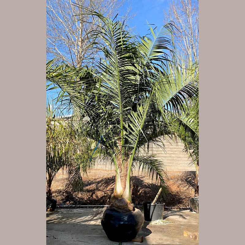 Mule Palm Tree