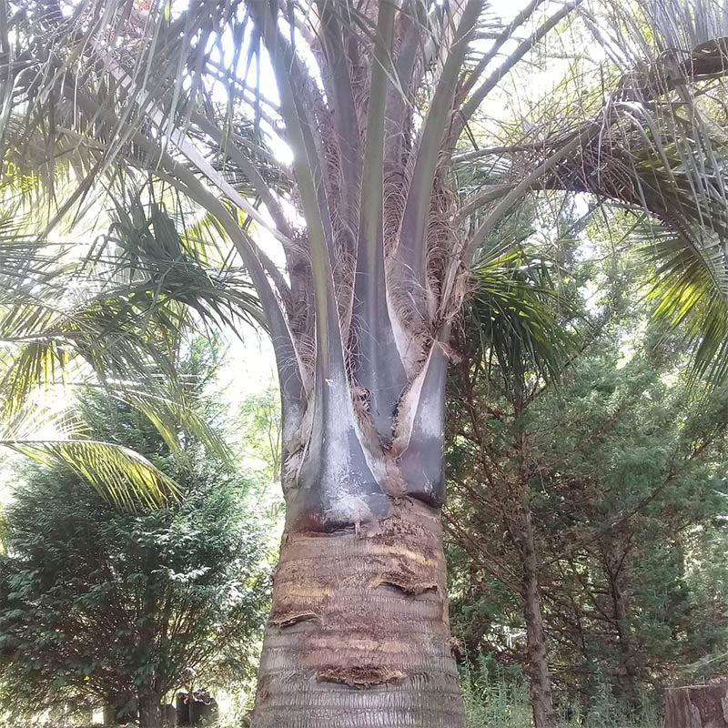 Mule Palm Tree