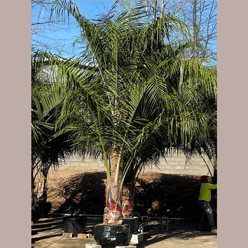 Mule Palm Tree