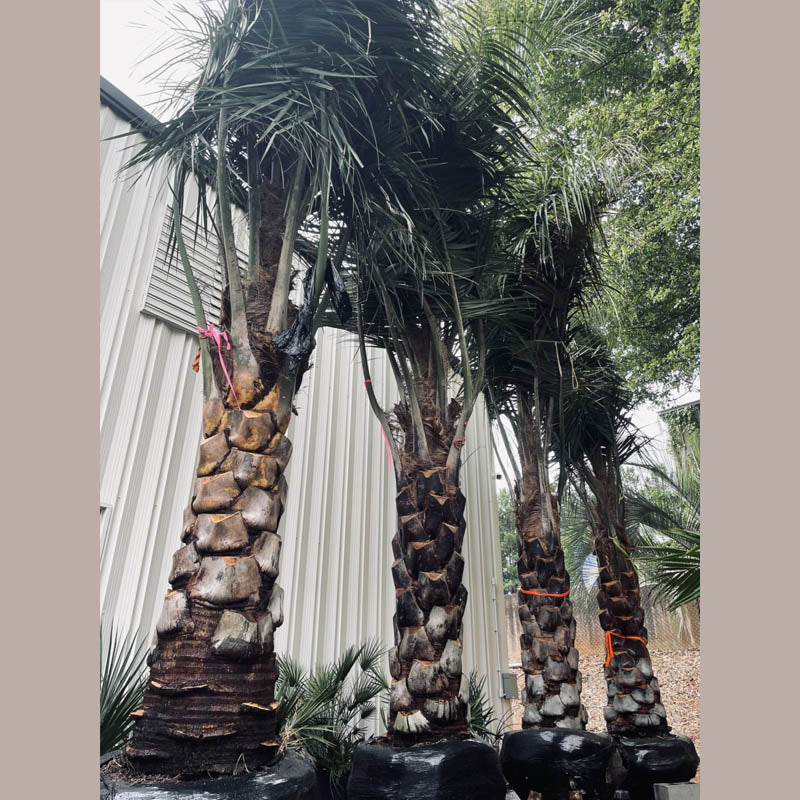 Mule Palm Tree