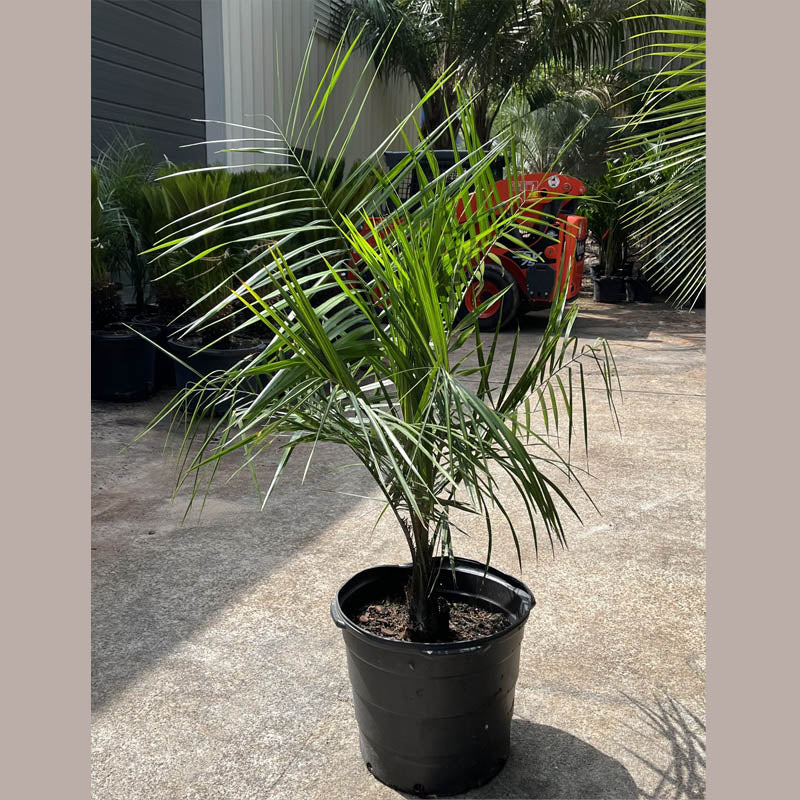 Mule Palm Tree