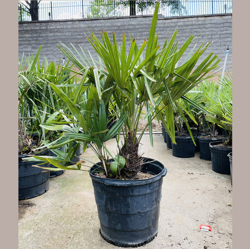 large palm plants Needle Palm Tree | Glossy-green palms