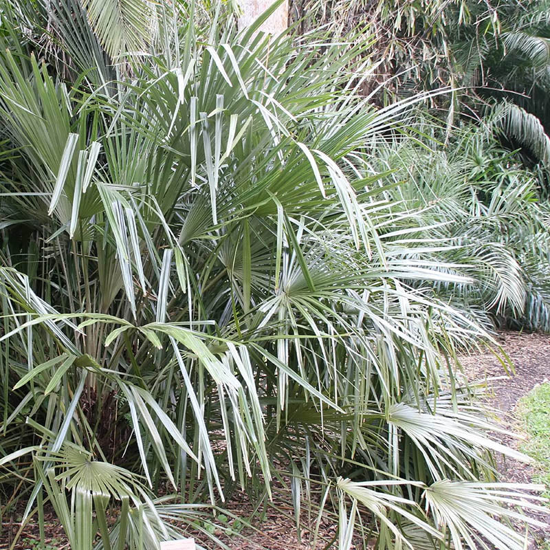 white palm plant Needle Palm Tree | Glossy-green palms