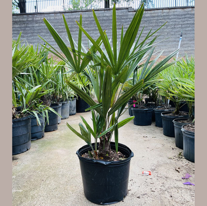 Needle Palm Tree