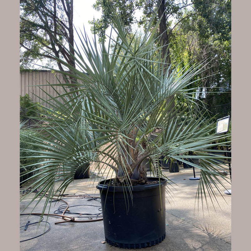 pin palm plant Pindo Palm Tree | Cold Hardy