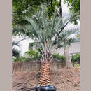 Pindo Palm Tree