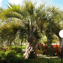 Pindo Palm Tree