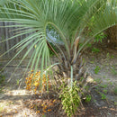 Pindo Palm Tree