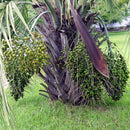 Pindo Palm Tree