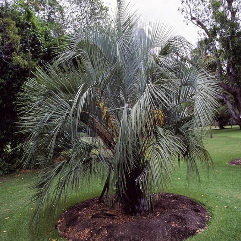 planting pindo palm Pindo Palm Tree | Cold Hardy