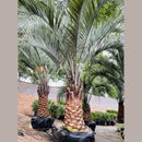 Pindo Palm Tree