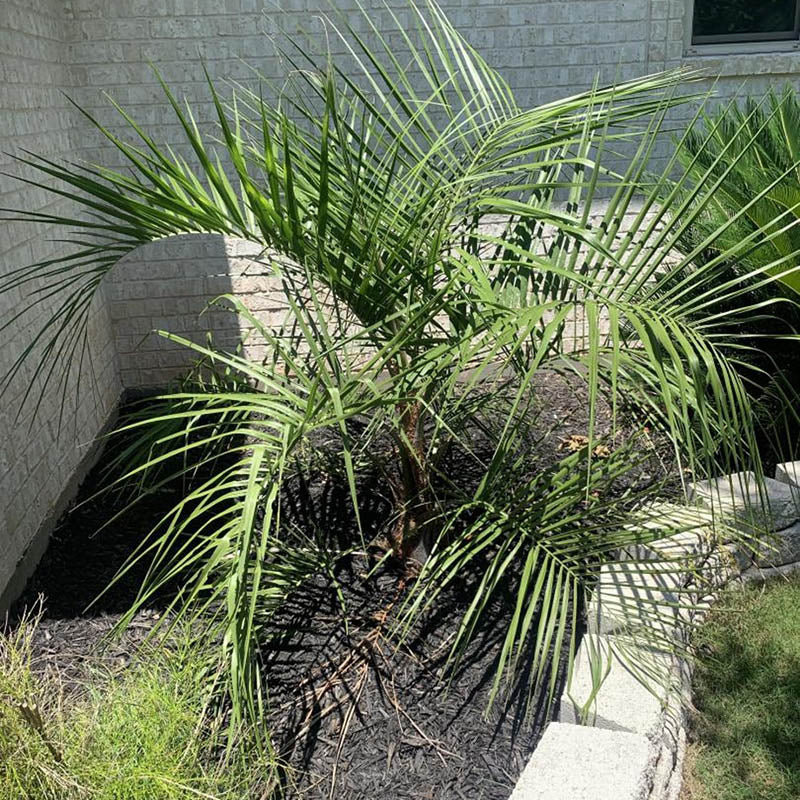 Mule Palm Tree