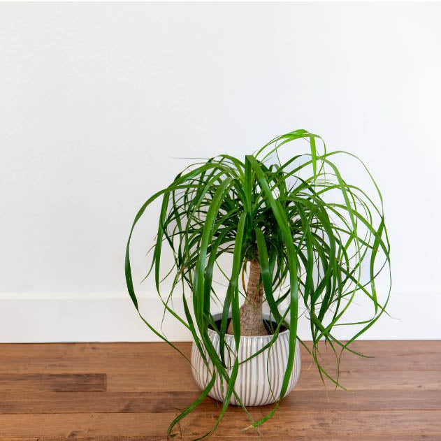 Ponytail Palm Tree