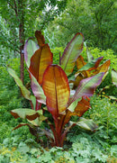 Red Banana Tree