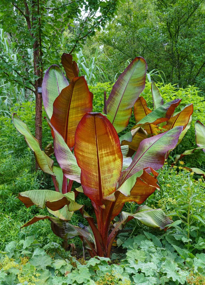 banana palm leaf plant Red Bananas