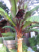 Red Banana Tree