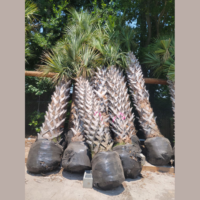 Sabal Palmetto Tree