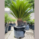 Sago Palm