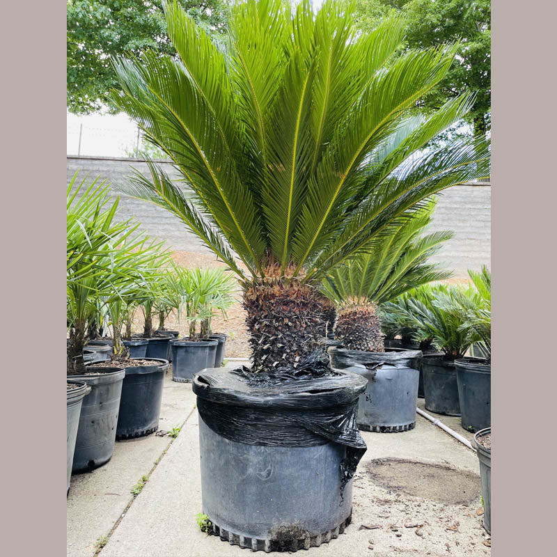 sago palm planting King Sago Palm Tree | Sago Palm Tree