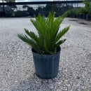 Sago Palm