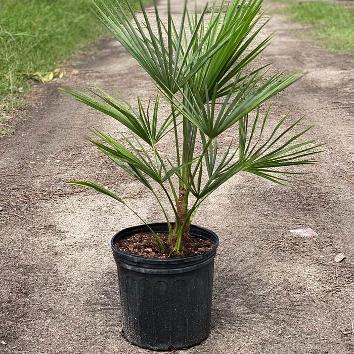 Buy Windmill Palm Tree | Cold-Hardy | Multiple Sizes