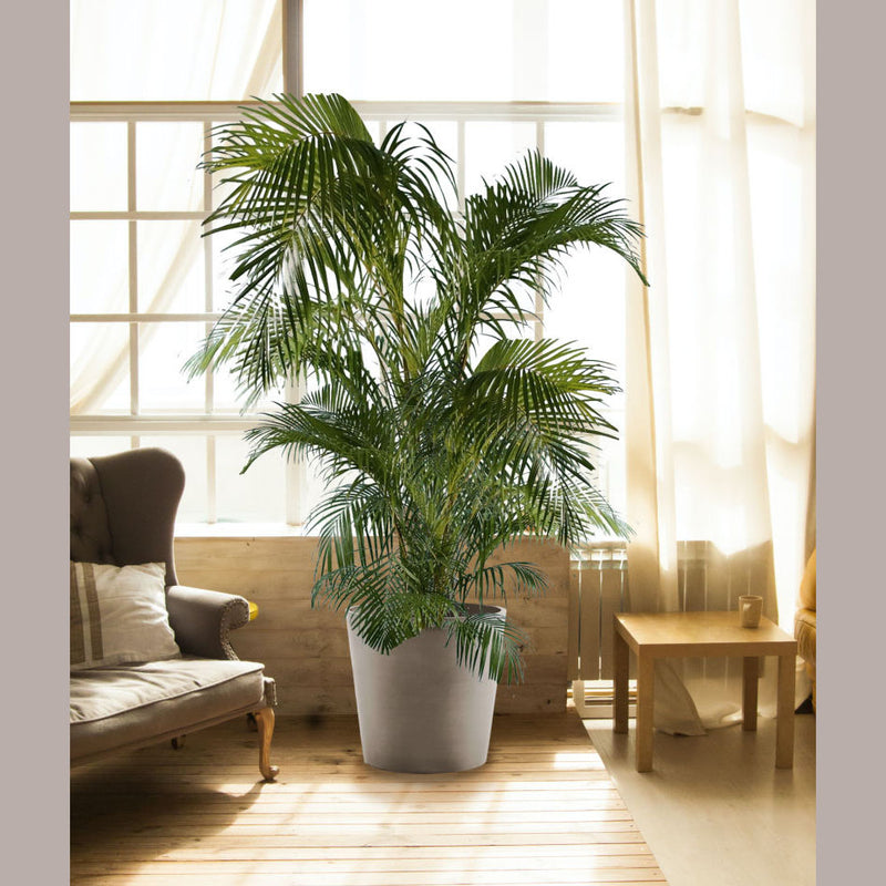 Areca Palm Tree