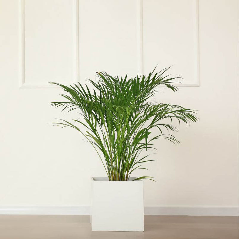 Areca Palm Tree