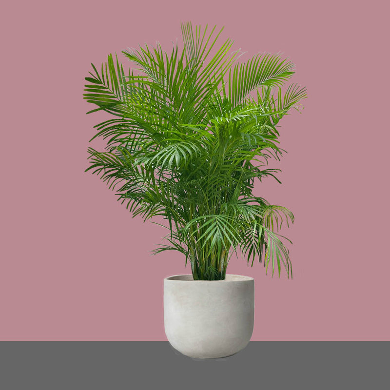 Areca Palm Tree