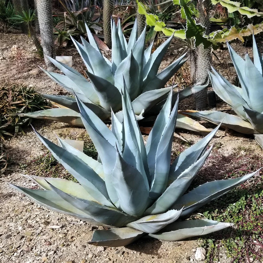 Blue Agave
