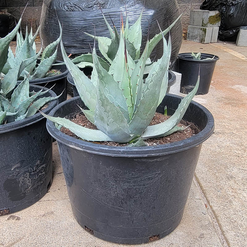 Blue Agave Havardiana