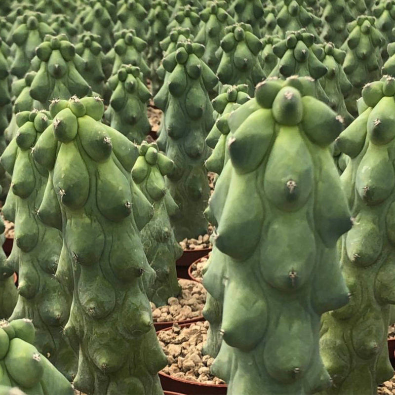 Boobie Cactus