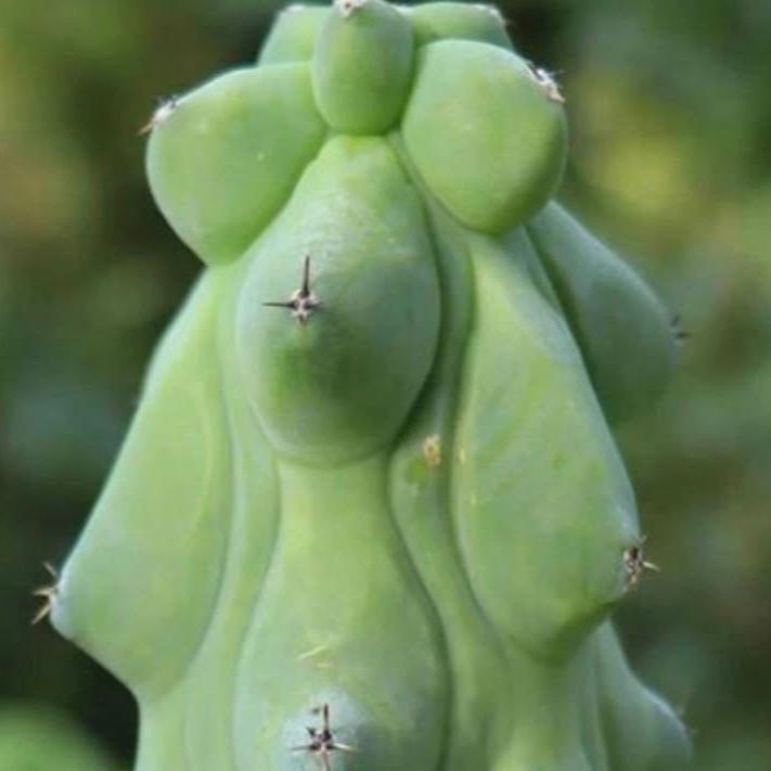 Boobie Cactus