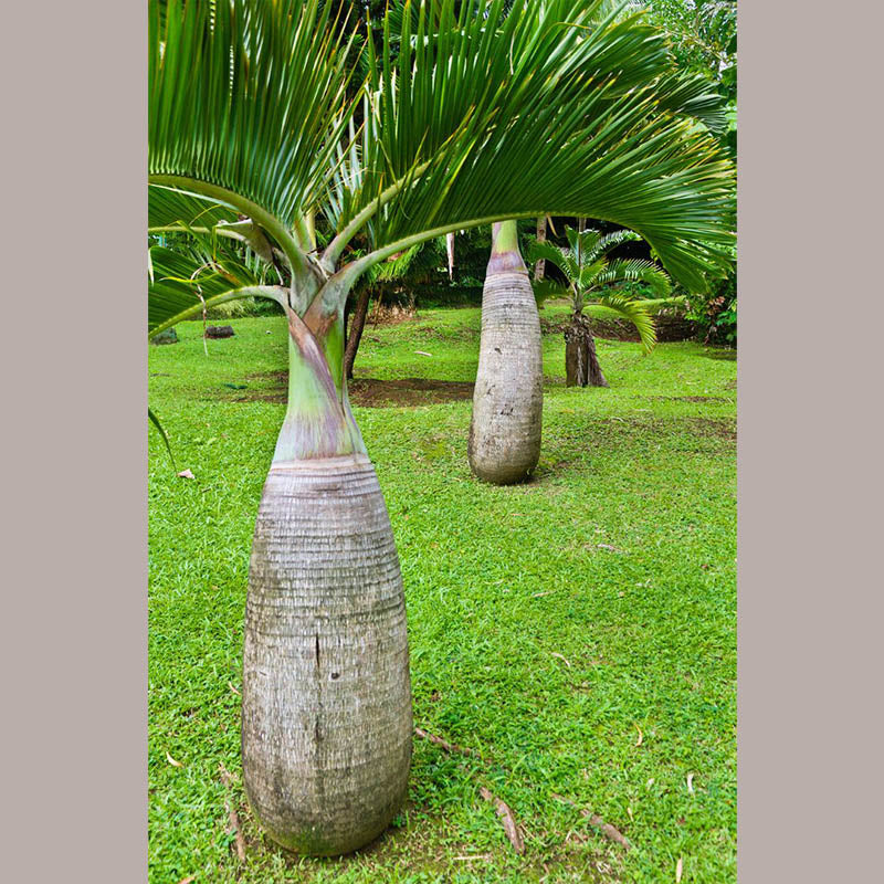 Bottle Palm Tree