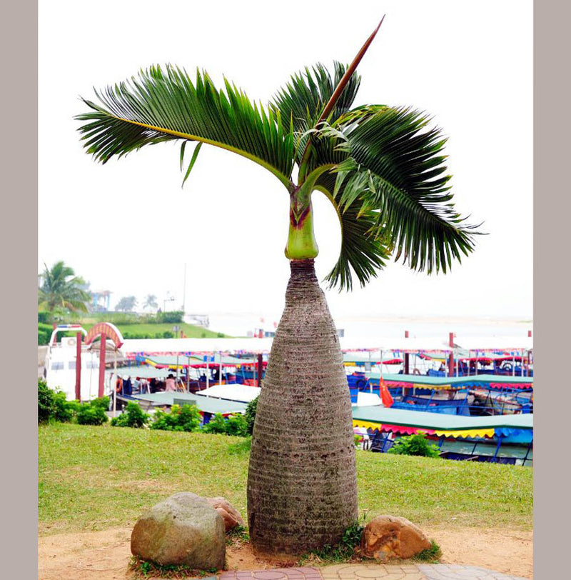 Bottle Palm Tree