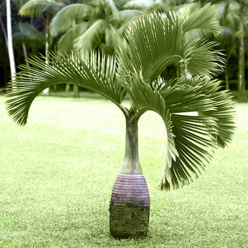 Bottle Palm Tree