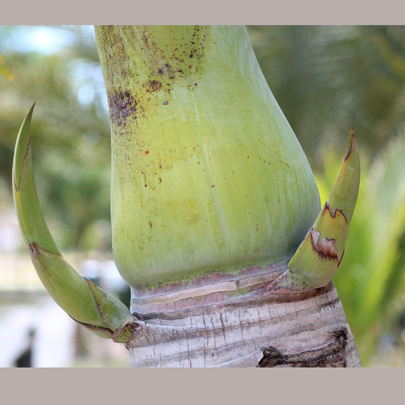 Bottle Palm Tree