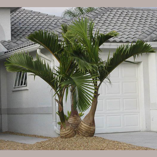 Bottle Palm Tree