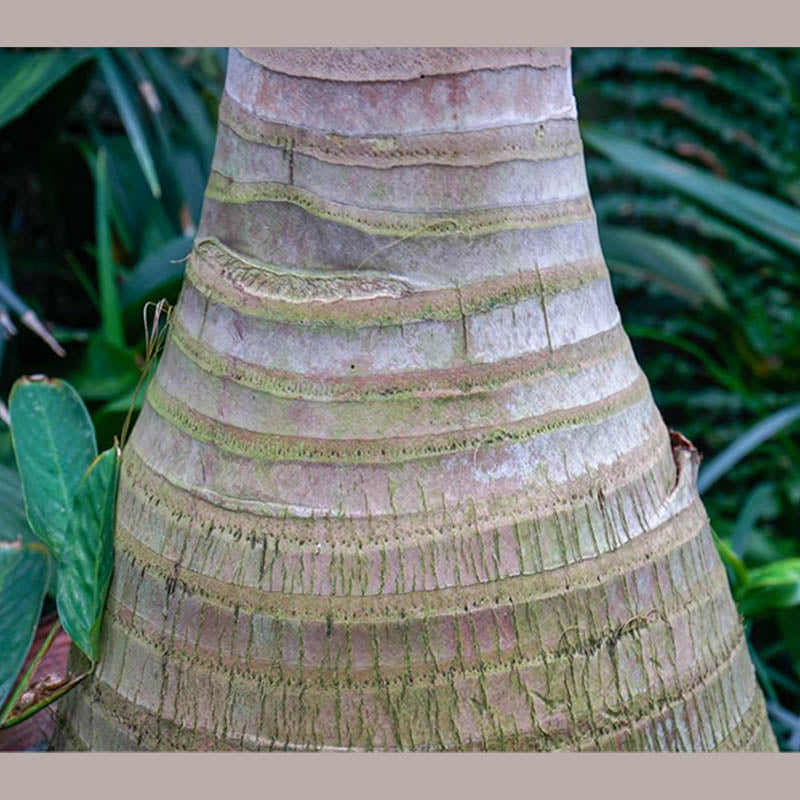 Bottle Palm Tree