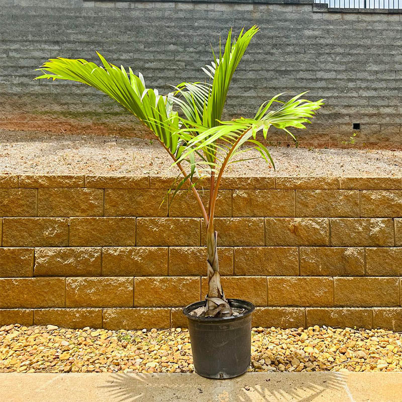 Bottle Palm Tree