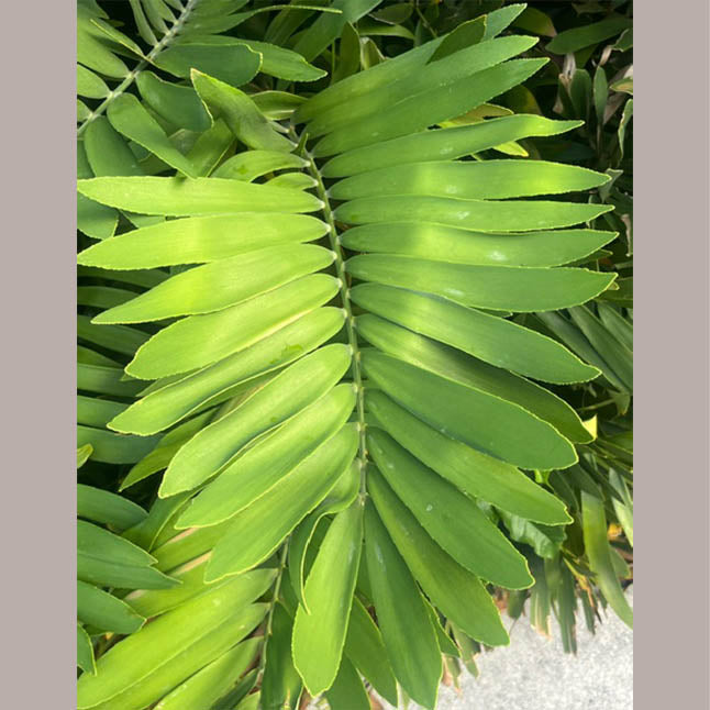 Cardboard Palm Tree