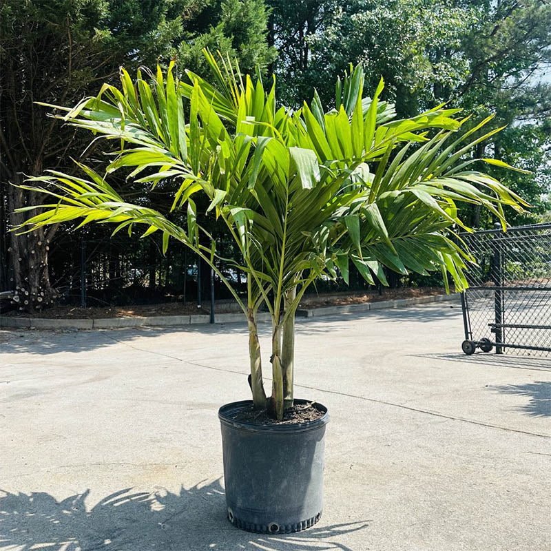 Christmas Palm Tree | Adonidia Palm | Atlanta Palms