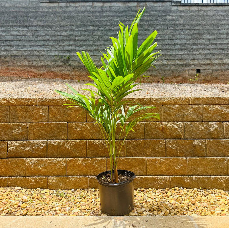 Christmas Palm Tree