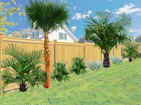 Dress The Fence - palm tree landscaping - after - Atlanta Palms