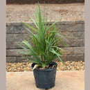 Dwarf Palmetto Tree