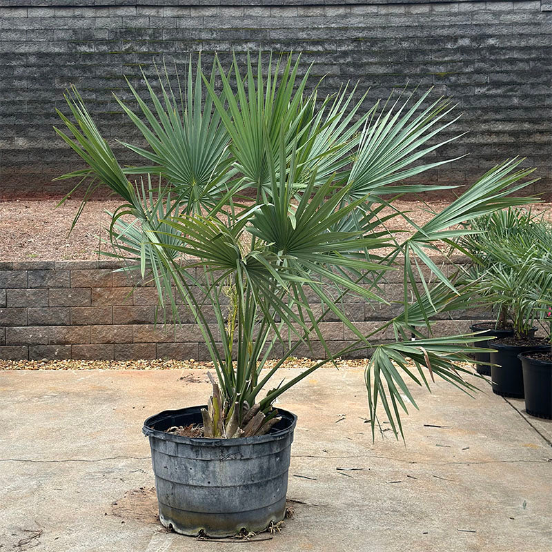 Dwarf Palmetto Tree