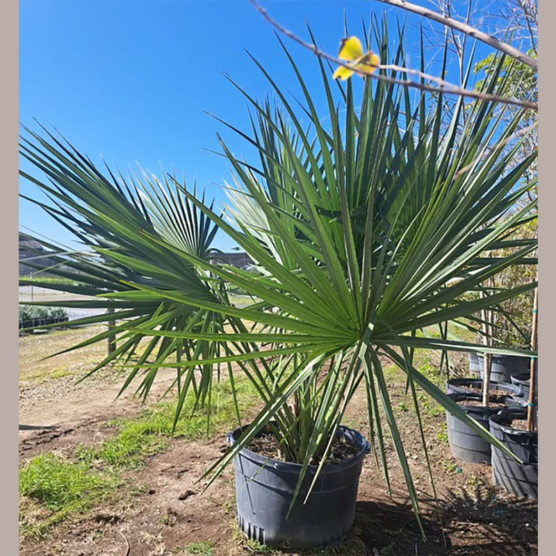 Dwarf Palmetto Tree