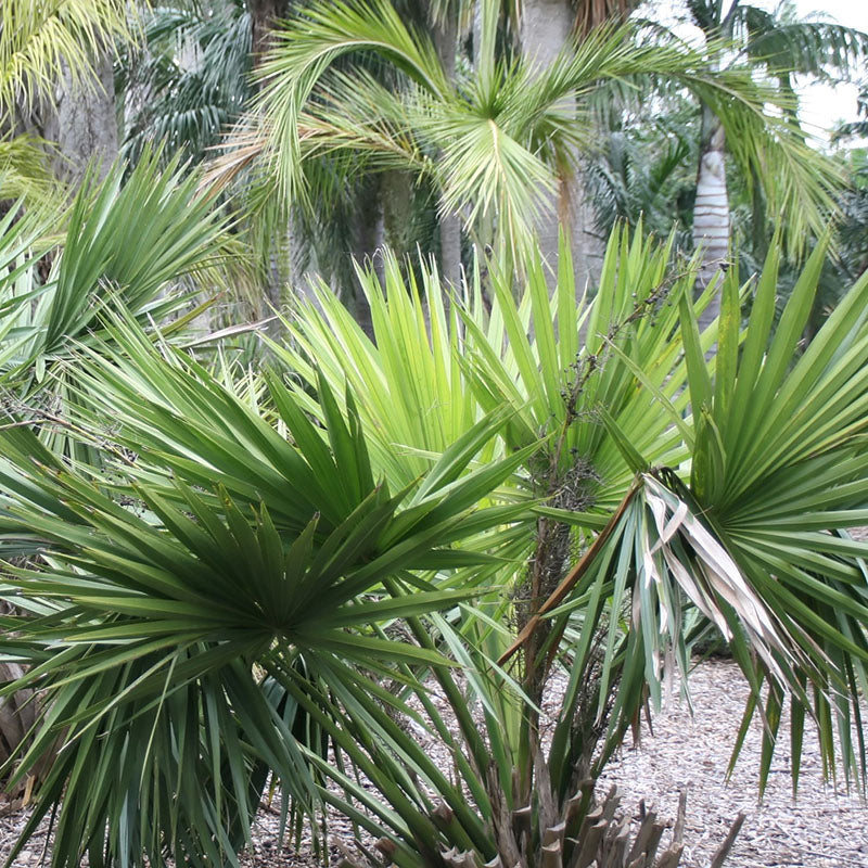 Dwarf Palmetto Tree