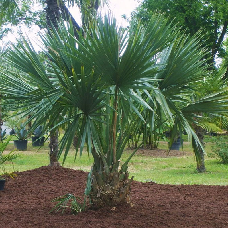 Dwarf Palmetto Tree