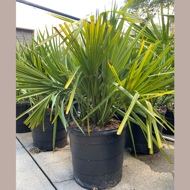 Dwarf Palmetto Tree